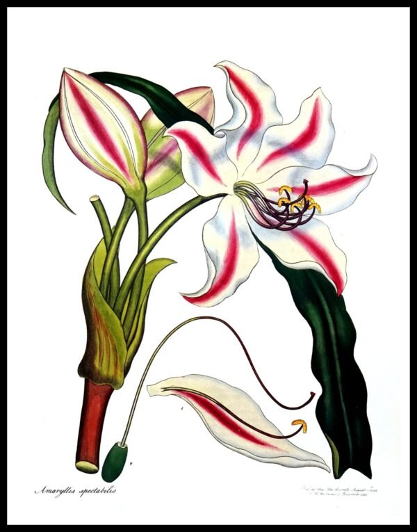 ALP F12082 Amaryllis Spectabilis (Antique Prints)